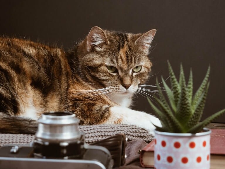 Cat with Haworthia safe for cats