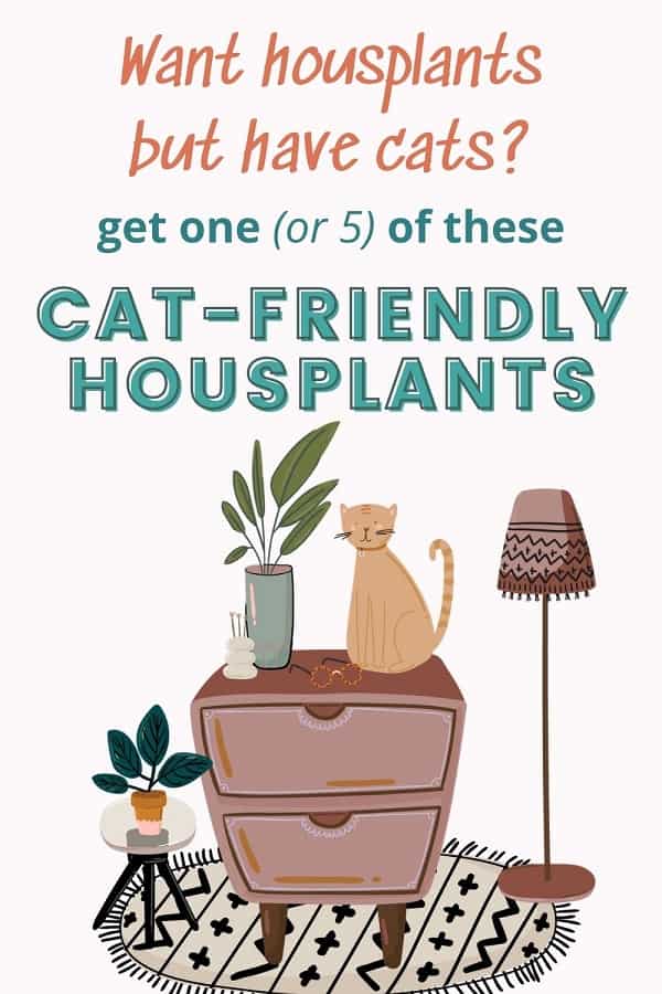 cat sitting on dresser with houseplants safe for cats