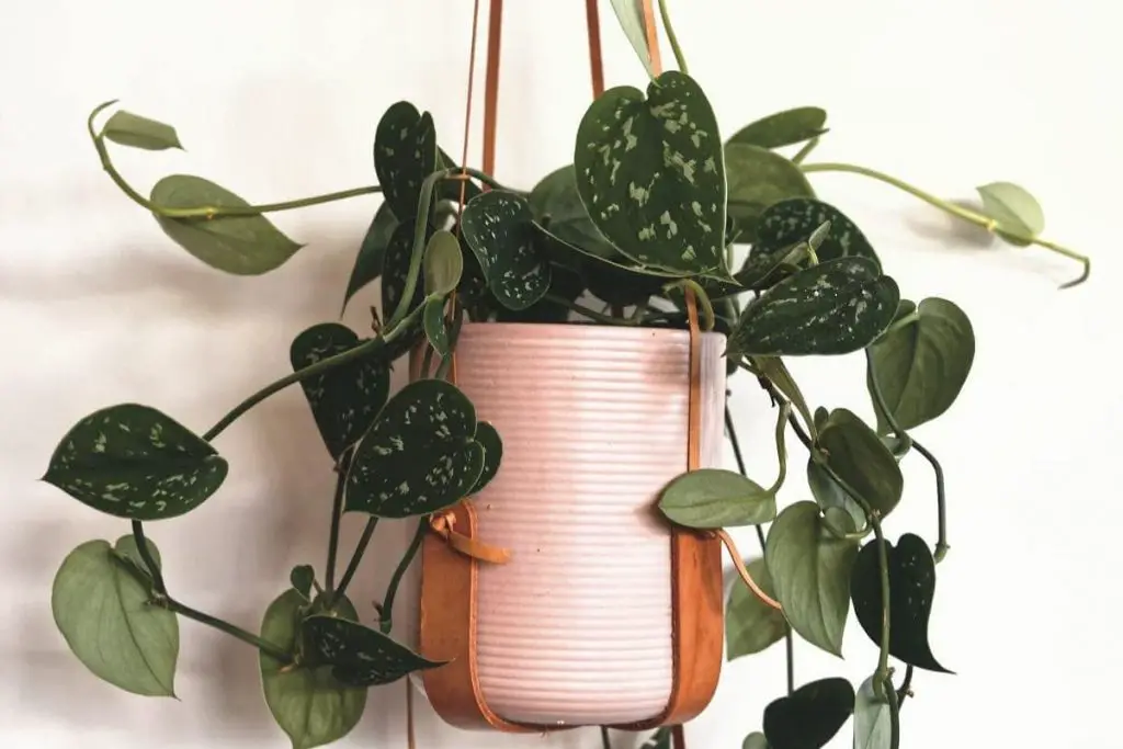 light pink pot inside leather plant hanger with vine flowing out top of pot
