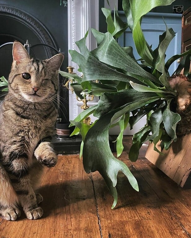 cat safe staghorn fern