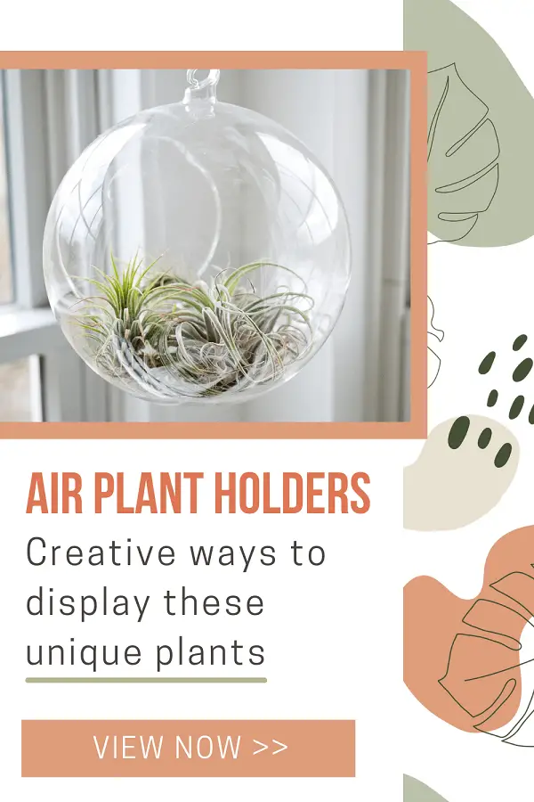 air plants inside glass globe hanging from ceiling