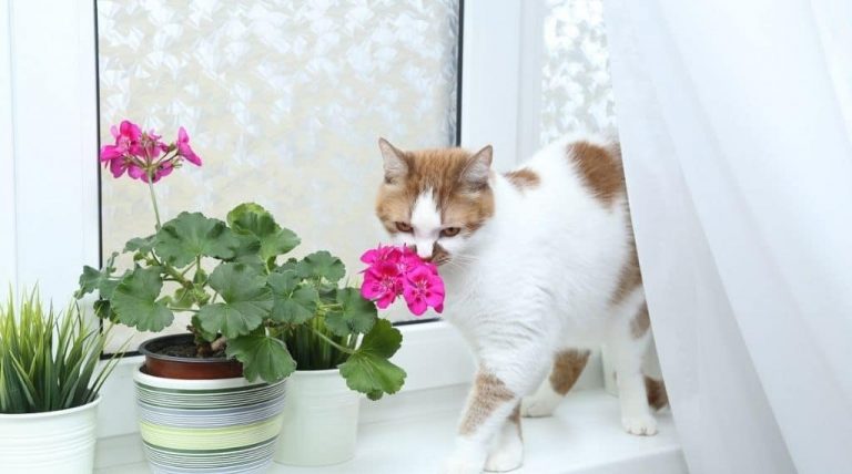 brown and white cat smelling pink african violet cat friendly indoor plant