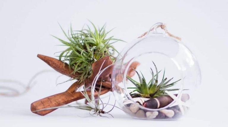 glass globe and wooden cross air plant holders