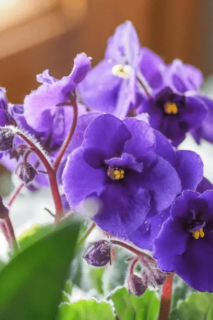 African Violet Flowering Plant
