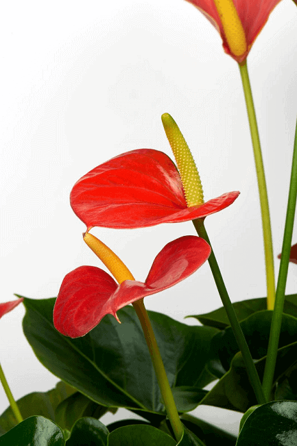 Anthurium easy flowering houseplant