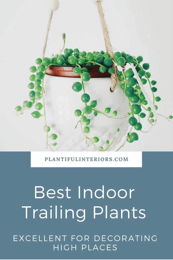 string of pearls plant in white ceramic hanging planter - list of best trailing indoor plants