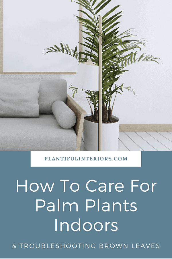 Care instructions for palm plants