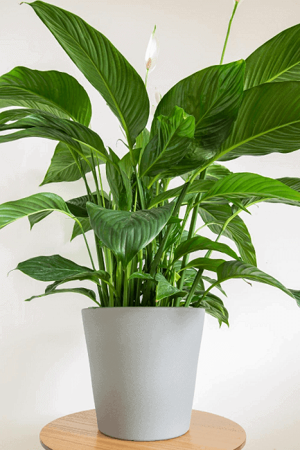 Peace Lily on stool