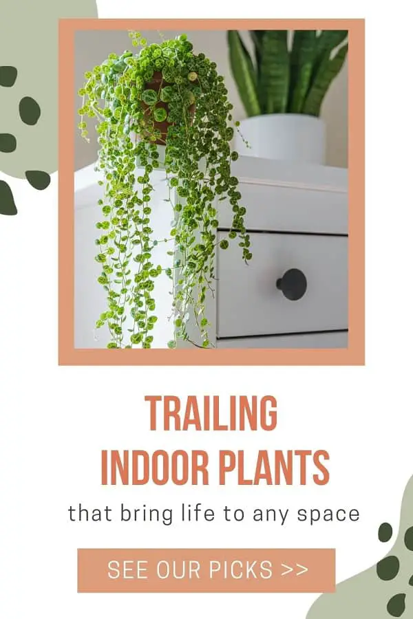 trailing indoor plant on edge of dresser
