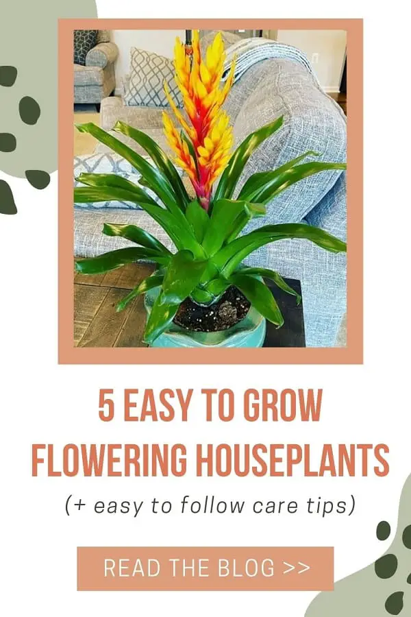 list of flowering houseplants easy to grow
