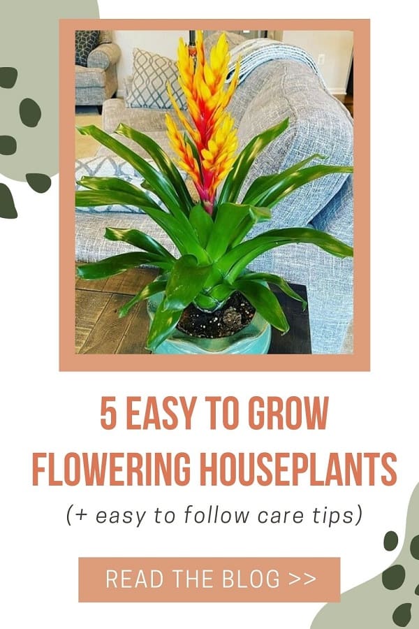 list of flowering houseplants easy to grow