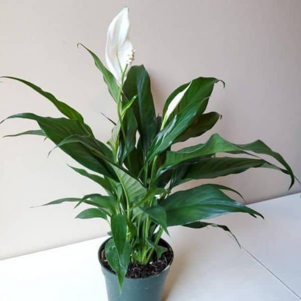 flowering peace lily in green growers pot