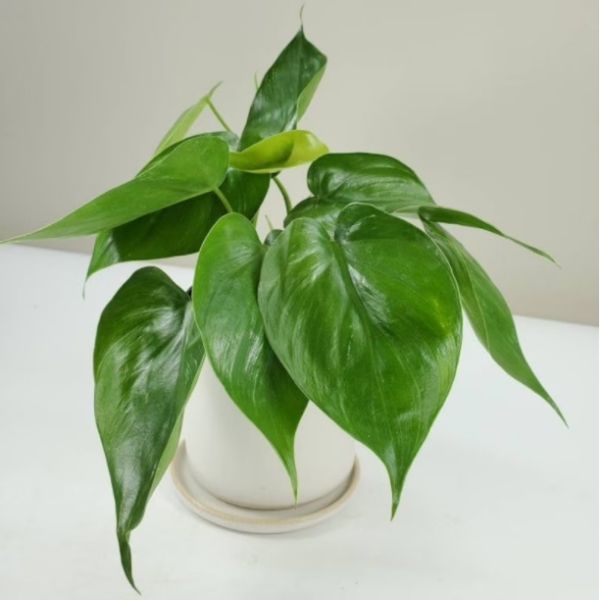 frondandfolia heartleaf philodendron