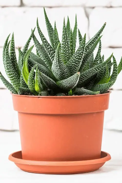 haworthia succulent in terracotta pot in front of white brick wall