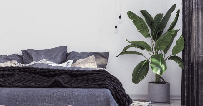 large plant beside blue denim bed