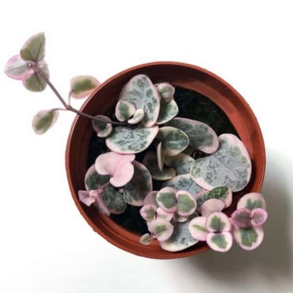 small variegated pink and green string of hearts plant