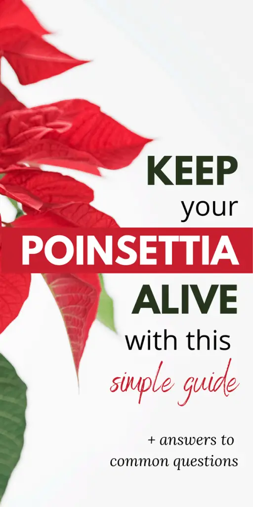 close up red poinsettia leaves with text how to keep poinsettia alive