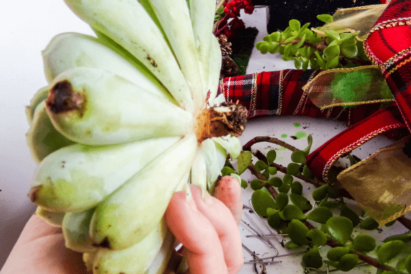 Succulent with roots trimmed back