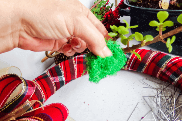 wrapping reindeer moss around end of succulent before placing on wreath form