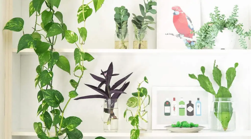 decorated living room shelves with plants and tropical bird pictures
