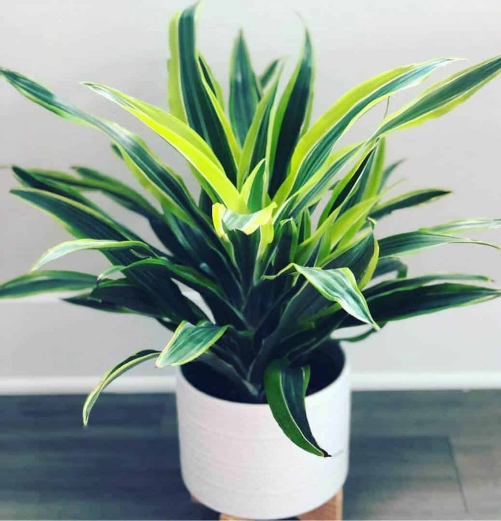 dark green with stripes of lime green leaves of lemon lime dracaena in white pot