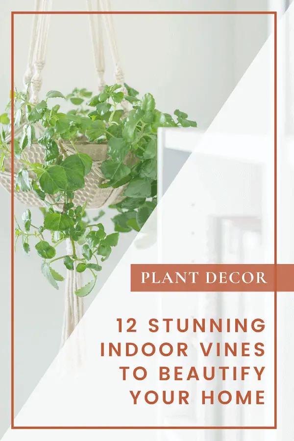 Plant Decor List of 12 Indoor Vine Plants