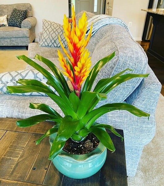 Vibrant orange and red Flaming Sword Bromeliad