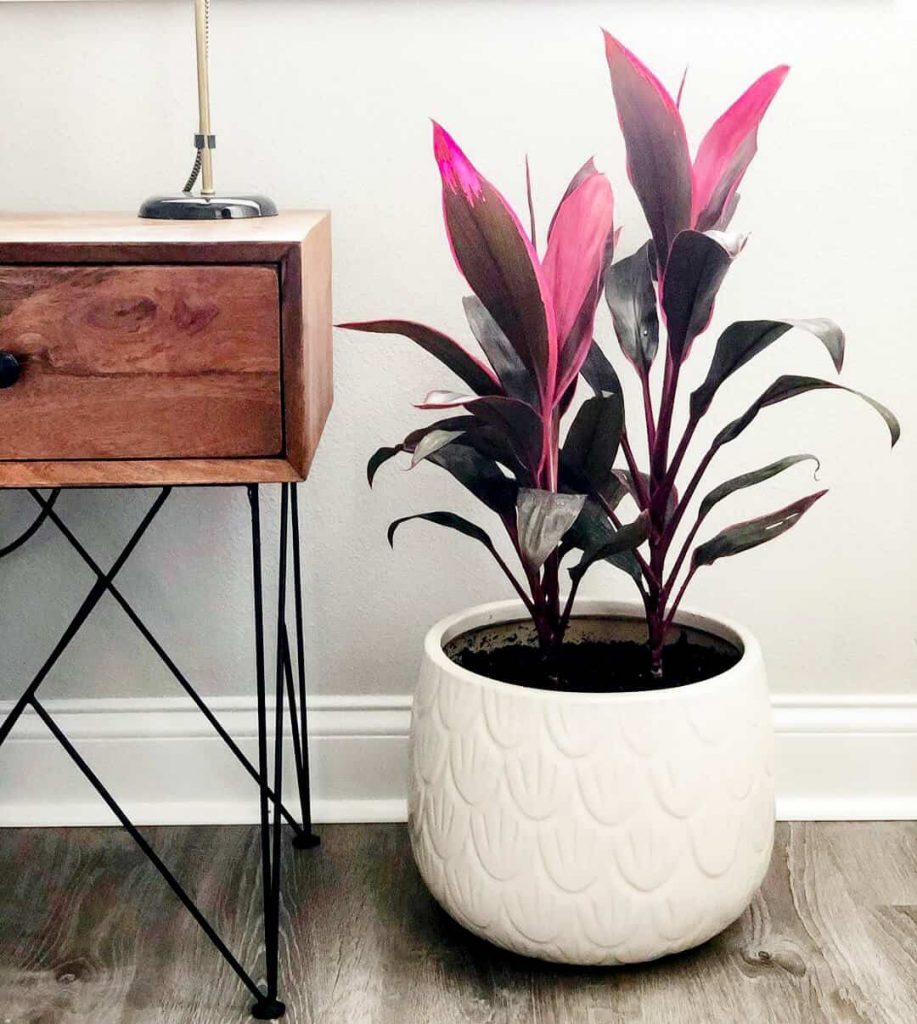 hawaiian ti plant vibrant pink leaves in white pot