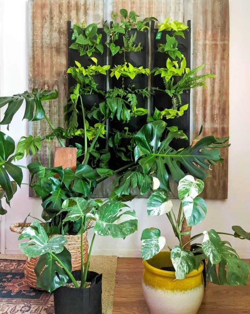 various houseplants growing up living room wall