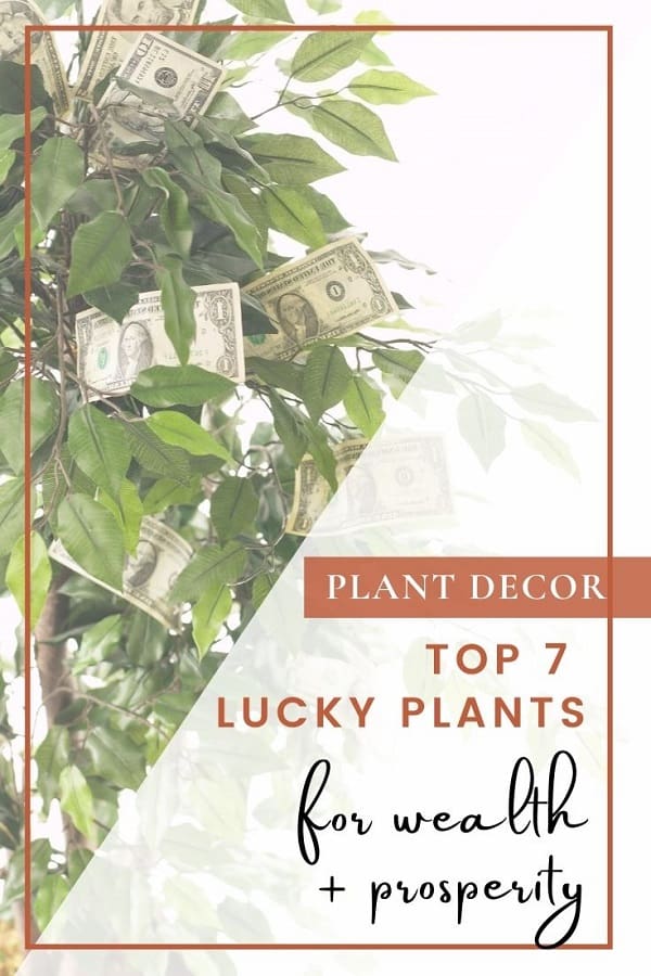 money growing on tree with text top 7 lucky plants for wealth and prosperity