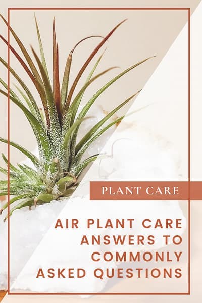 Air Plant Care QA