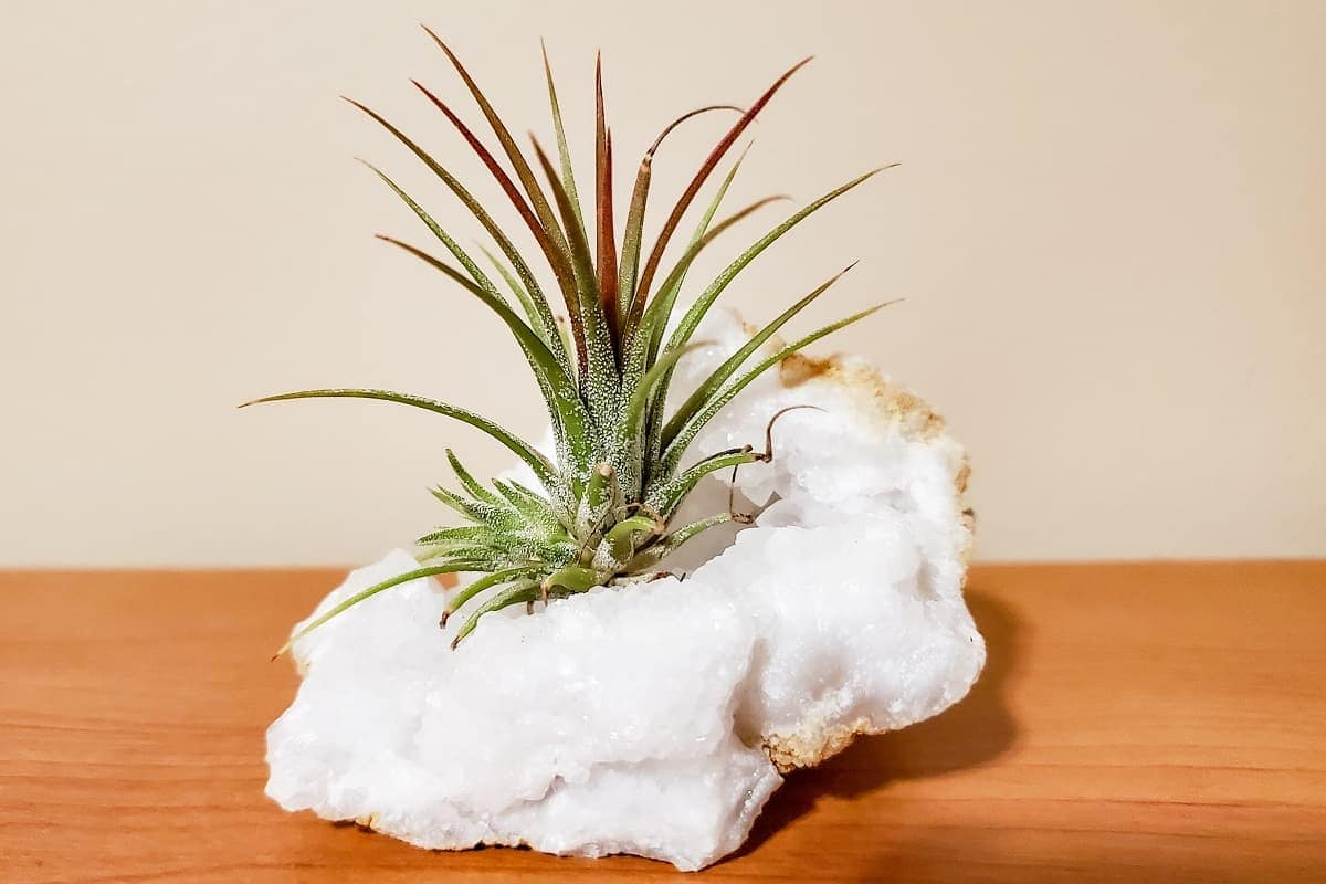 Air Plant Care Answers You Need To Grow Vibrant Plants [Tillandsia