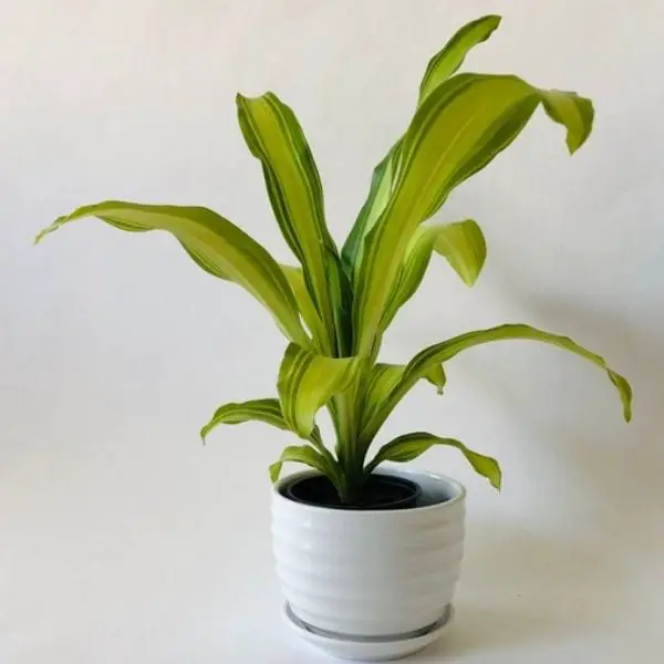 dracaena golden heart plant with lime green leaves in white pot