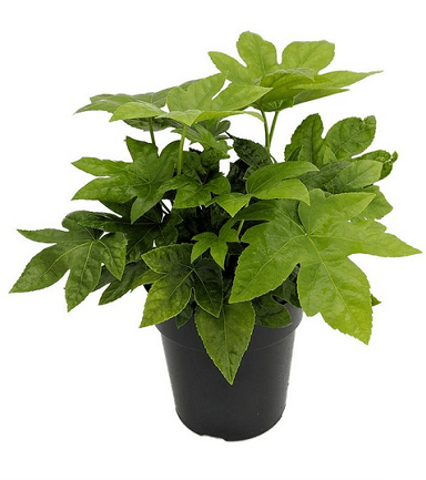 Fatsia Japonica Paper Plant in black growers pot