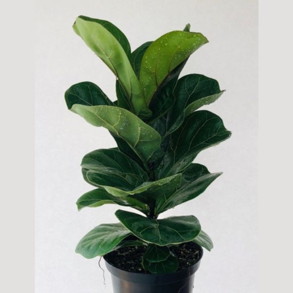 Fiddle Leaf Fig Large