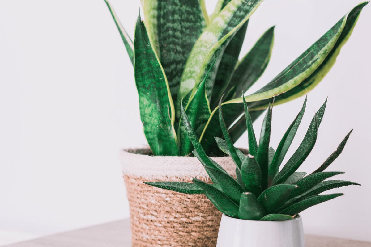 How To Care For Snake Plant Indoors The Ultimate Guide
