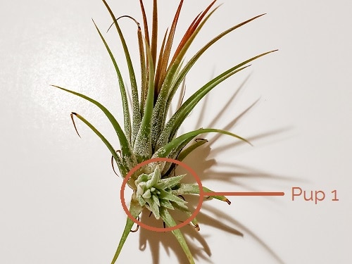 tillandisa ionantha rubra with pup