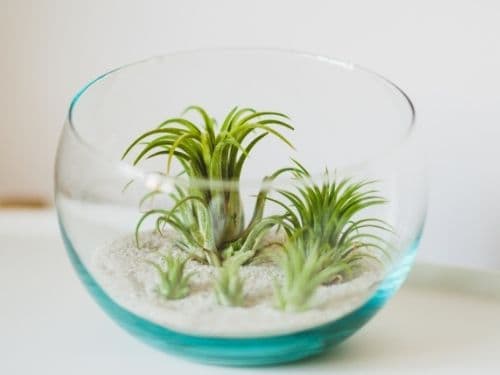 Ionantha air plants sitting on sand inside glass bowl