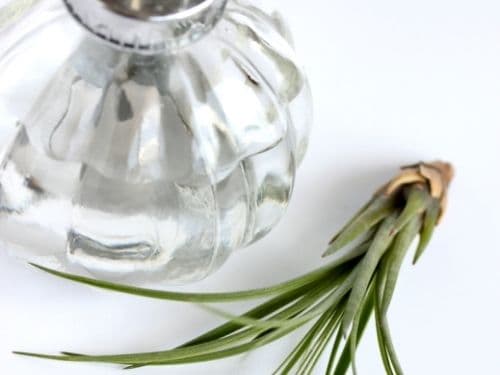 tillandsia laying on white table beside glass water mister