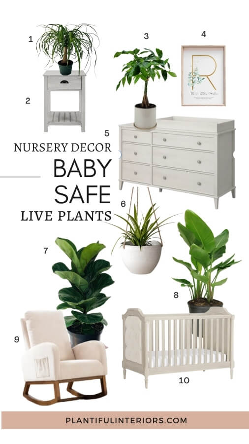 baby safe live plants