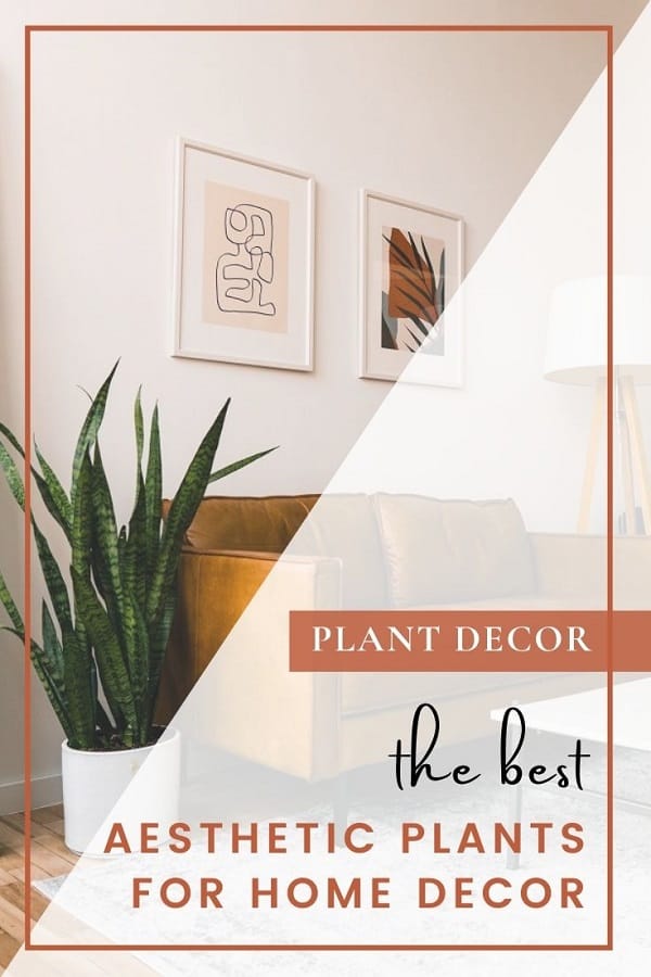 best aesthetic plants for home decor