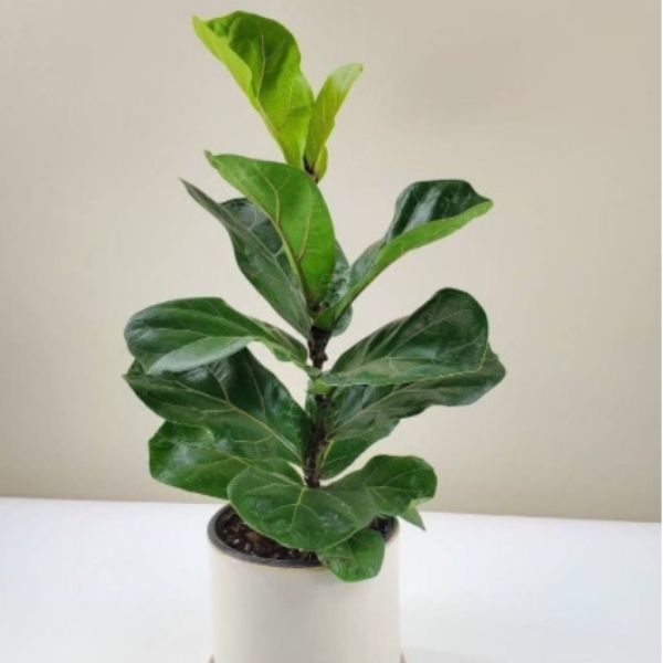 fiddle leaf fig tree