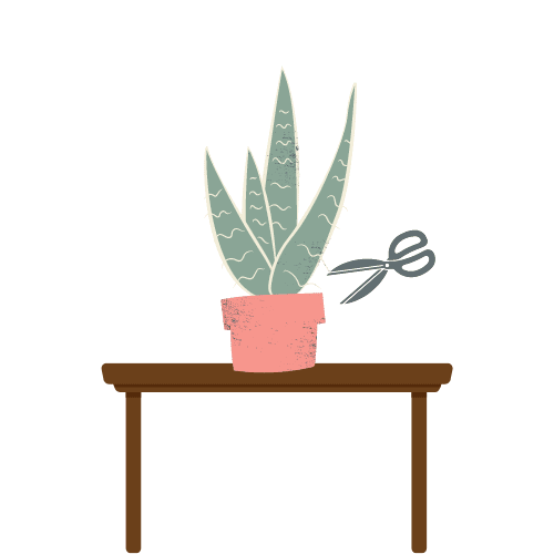 illustration of snake plant with scissors close to base to propagate snake plant