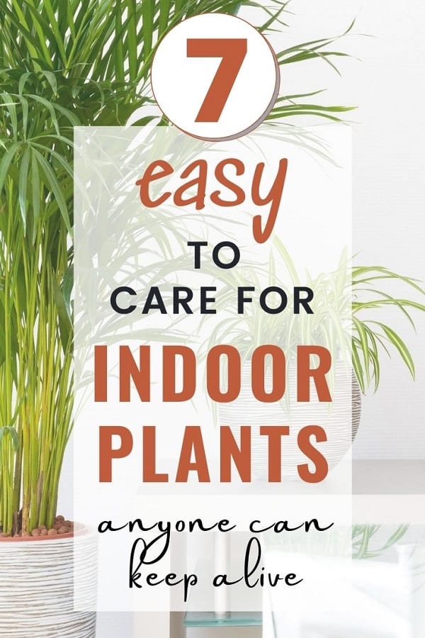 palm plant and snake plant behind title 7 easy to care for indoor plants anyone can keep alive