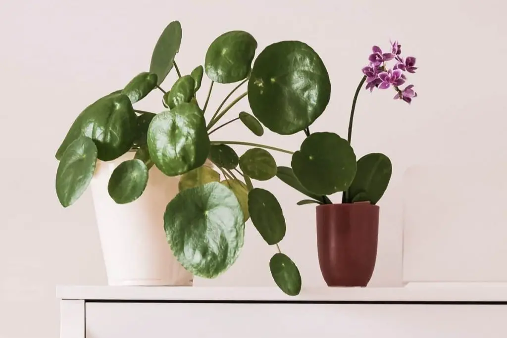 indoor plants that bring good luck to your home pilea peperomioides in white pot beside purple orchid in brown pot on white piano