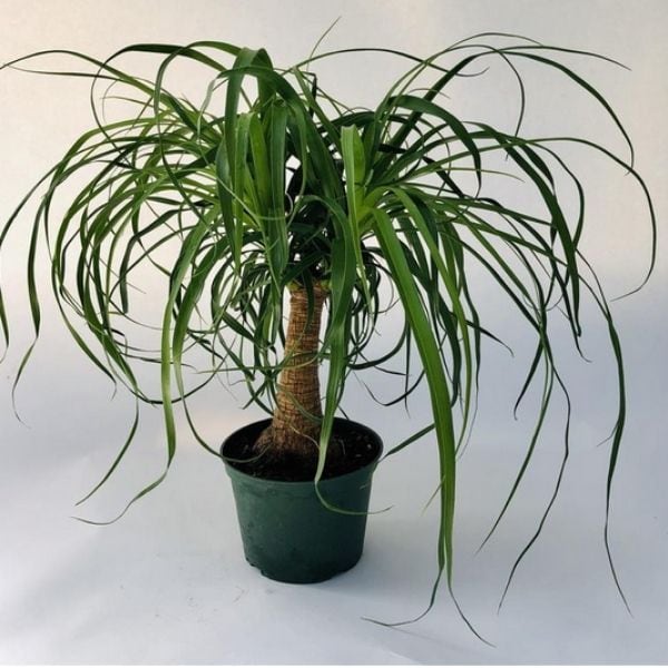 ponytail palm