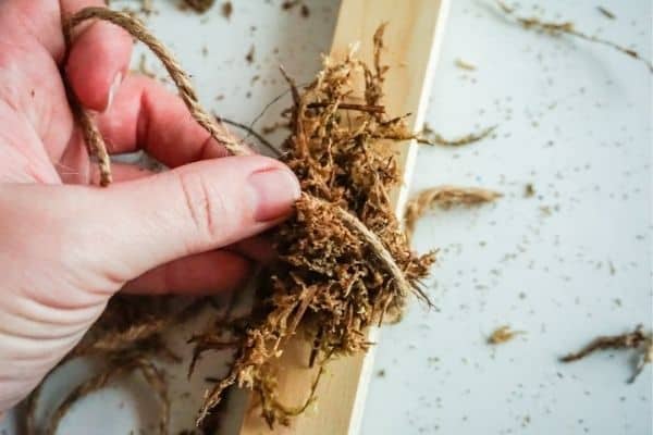 securing sphagnum moss to stake with twine for DIY Moss Pole