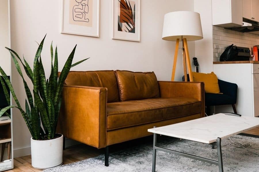 snake plant in white pot on floor beside golden brown couch in earth tone room