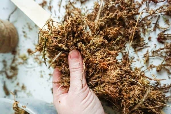 sphagnum moss wrapped around wooden stake tied with twine in DIY Moss Pole project