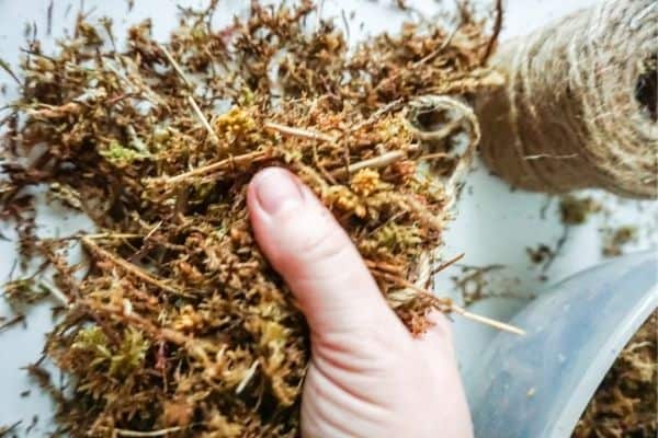 sphagnum moss covering end of wooden stake for DIY Moss Pole